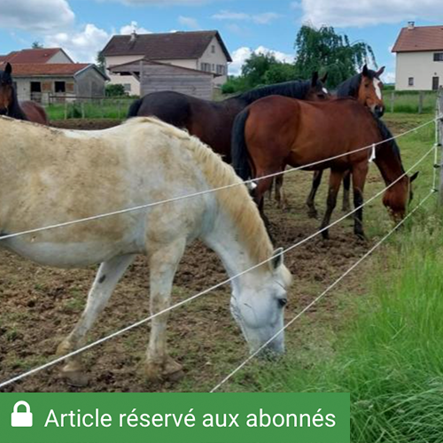 Au début du printemps, les chevaux ont été confinés dans une zone restreinte avant ouverture progressive, d’abord des chemins, puis des paddocks. Photo DR