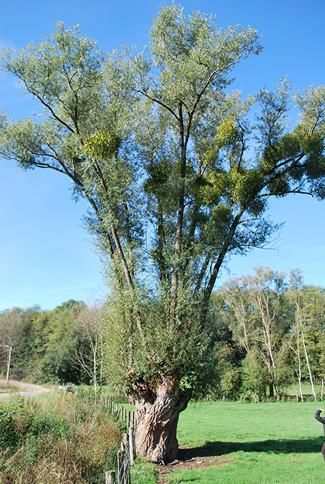 arbre têtard