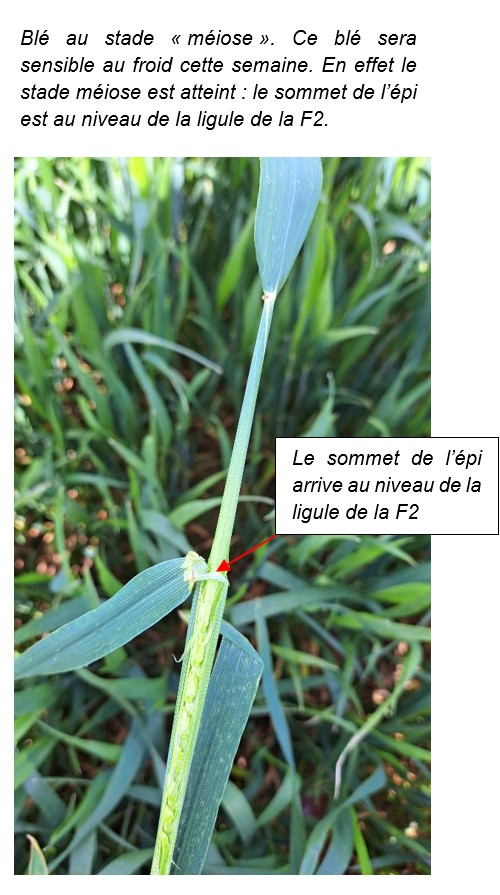 Environ 20% des parcelles de blé et d'orge sont exposées au risque de "gel" méiose. Des T° minimales inférieures à +4°C associées à un faible le rayonnement (<200 cal/m2/jour), ou à un excès d'eau, plusieurs jours consécutifs peuvent pénaliser la fertilité du pollen.