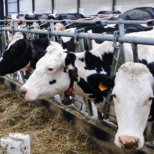 Bâtiment, robot de traite, aménagement du logement des vaches… la filière laitière ressort, une nouvelle fois, en pôle position des investissements concrétisés. © Photo DR
