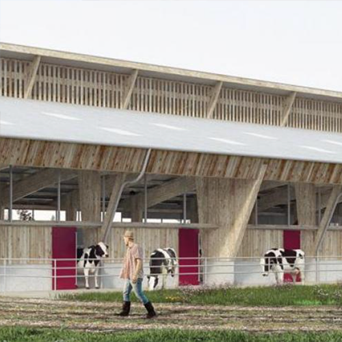 Le futur bâtiment comportera trois pôles : nurserie, laiterie et atelier transformation, génisses-vaches. Photo DR